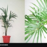 Indoor house plants that purifies air